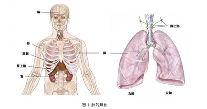 肺癌晚期常见病因有哪些
