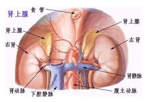 恶性肾上腺腺瘤，你知道多少