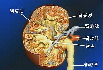 肾病综合征的“三高一低”