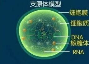 男性感染支原体会有什么症状？