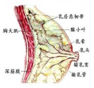 乳腺增生治愈案例
